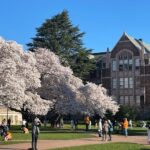 Photo: Cherry trees in full bloom in the quad at the University of Washington on March 19, 2024.