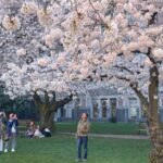Photo: Cherry trees in full bloom in the quad at the University of Washington on March 19, 2024. 