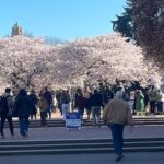 Cherry trees in full bloom in the quad at the University of Washington on March 19, 2024. (Photo: Kate Stone, KIRO Newsradio)