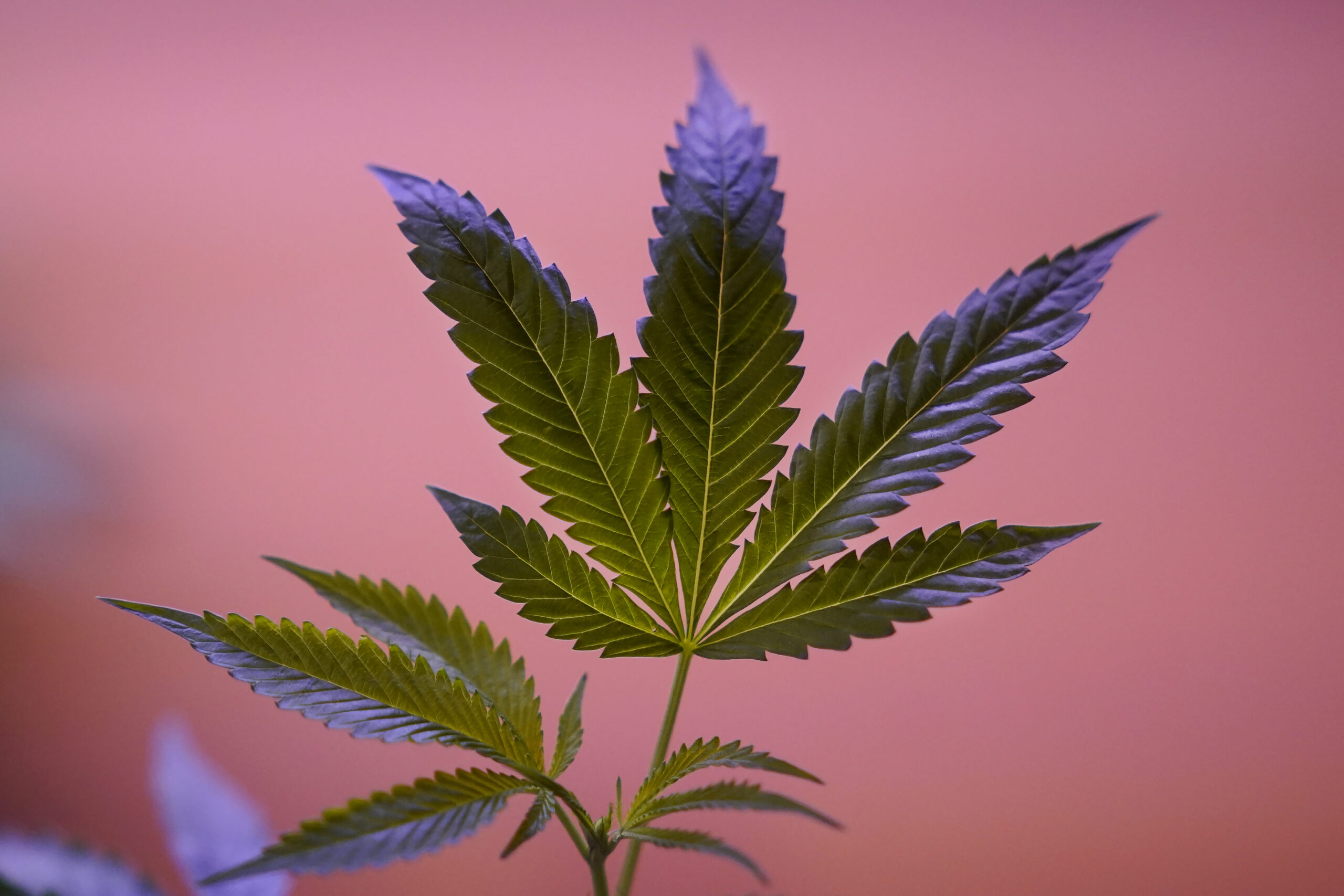 Image: Marijuana plants are shown at a California Street Cannabis Company location in San Francisco...