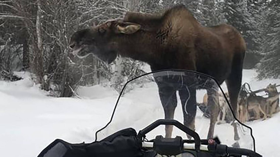 Image: In this photo provided by Iditarod rookie musher Bridgett Watkins, a bull moose stands betwe...
