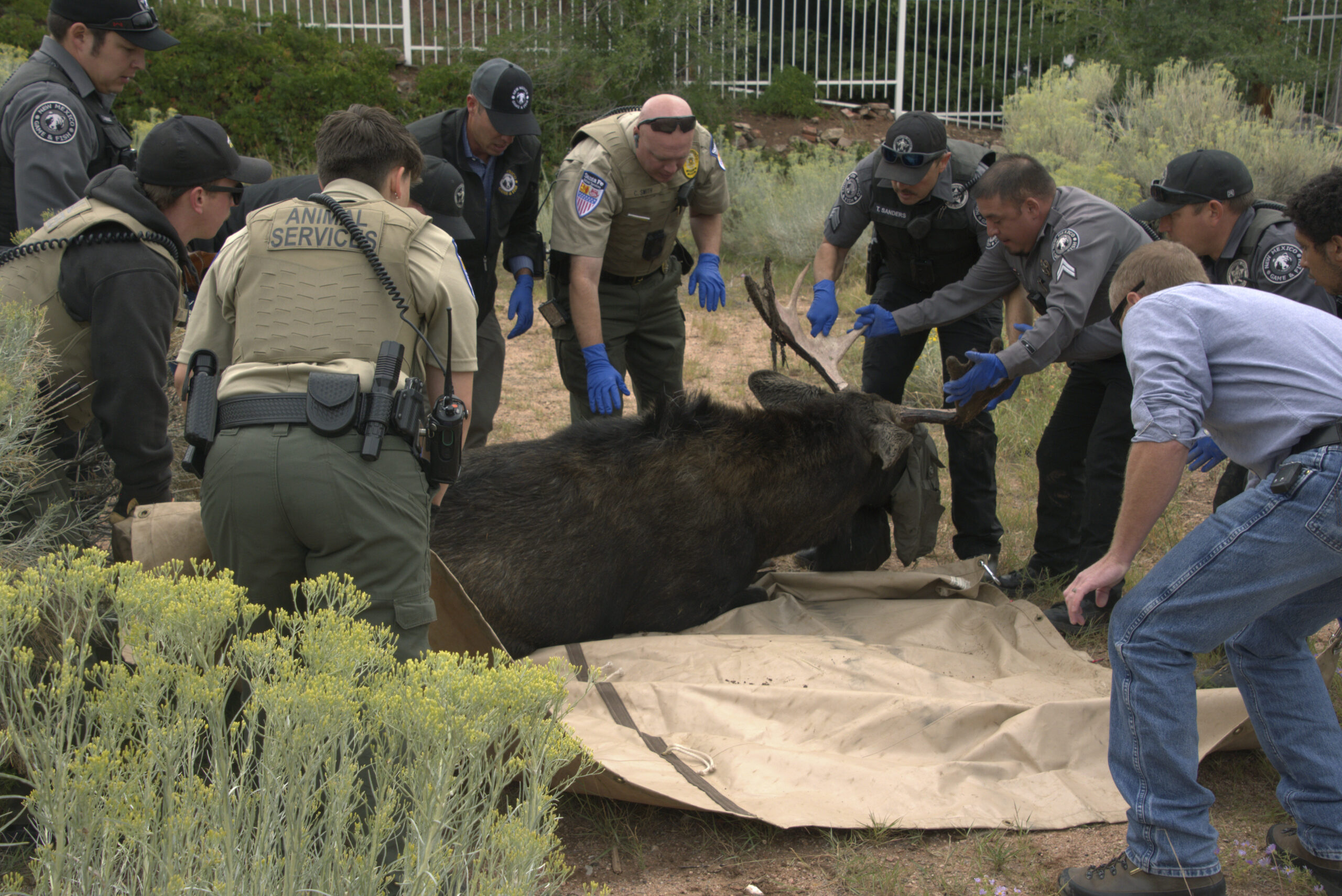 This photo provided by the New Mexico Department of Game and Fish shows authorities surrounding a b...