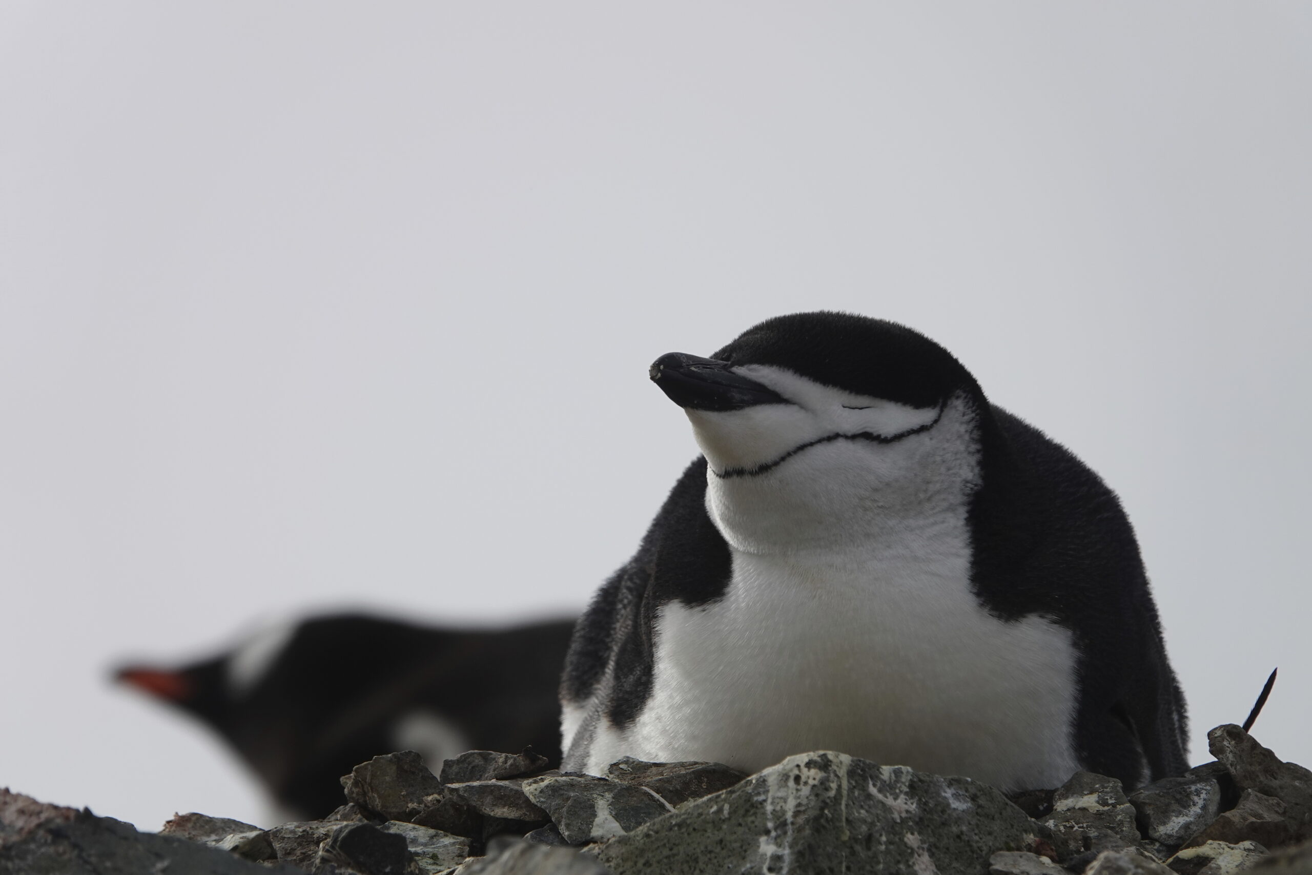 This image provided by Won Young Lee shows wild chinstrap penguins on King George Island, Antarctic...