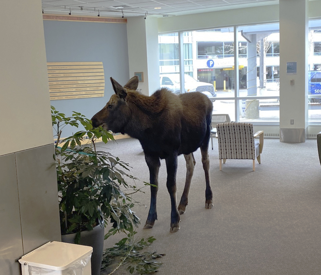 In this Thursday, April 6, 2023, image provided by Providence Alaska, a moose stands inside a Provi...