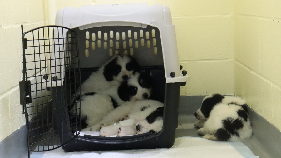 Image: Five abandoned puppies were brought to The Humane Society for Tacoma and Pierce County....