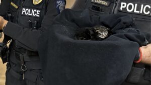 Image: A kitten recently rescued by Federal Way police officers is seen in a blanket. (Photo courtesy of the Federal Way Police Department)