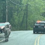 A zebra roams a two-lane road after escaping a trailer driving on eastbound I-90 near exit 32. (Photo courtesy of WSP Rick Johnson via X, formerly known as Twitter)