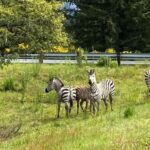 Image: Four zebras are spotted alongside a road after escaping a trailer driving on Interstate 90 east near exit 32 on Sunday, April 28.