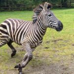 Image: Shug the zebra is seen moving in a field.