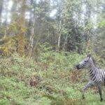 Image: The then-missing zebra, captured on a trail cam at 8:26 a.m. Tuesday on April 30, 2024.