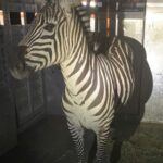 Image: The last of four zebras that escaped on Sunday, April 28 near North Bend was safely captured. The mare named Shug, was rescued Friday, May 4 evening in the Riverbend neighborhood after being on the run for nearly six days.