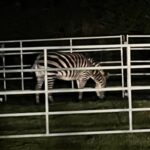 Image: The last of four zebras that escaped on Sunday, April 28 near North Bend was safely captured. The mare named Shug, was rescued Friday, May 4 evening in the Riverbend neighborhood after being on the run for nearly six days.